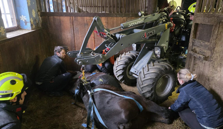 Klisna zůstala ležet ve stáji, na nohy jí pomohli hasiči