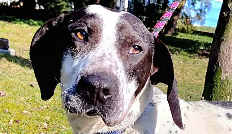 HLEDÁME PÁNÍČKA: Roční pejsek Cuba je plný energie. Nejlíp mu bude v aktivní rodině