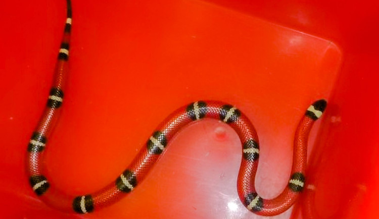 Korálovka byla na útěku několik dní, v Metropolu ji odchytli odvážní svědci