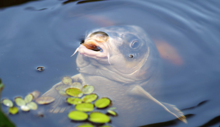 Povodí Moravy reaguje na loňskou rybí katastrofu. Posílilo monitoring Nových Mlýnů