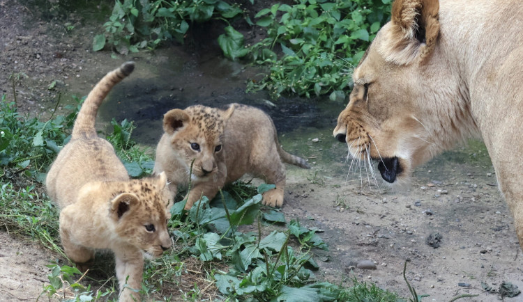 VIDEO: Vrchol roztomilosti. V hodonínské zoo radostně skotačí dvě lvíčata